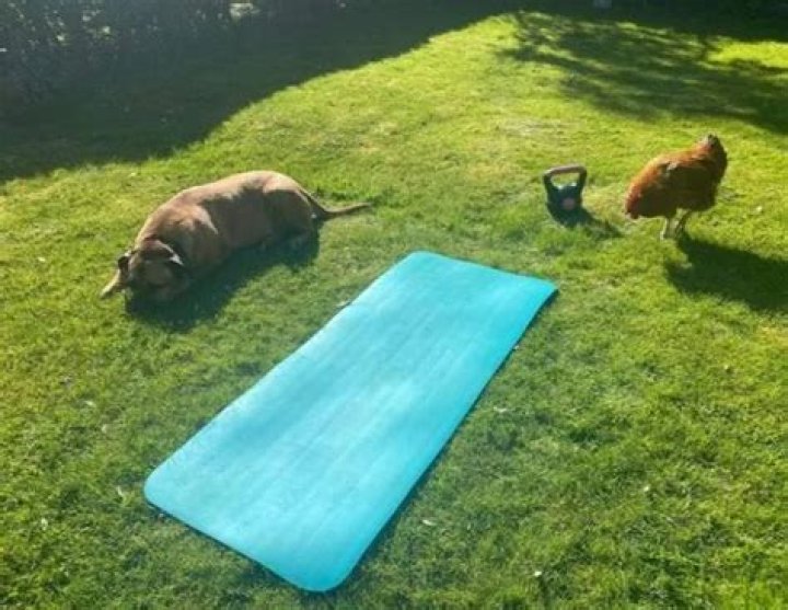 Florence Pugh Pets