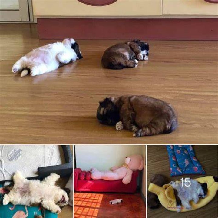 Paningning the shih tzu that sleeps on his back