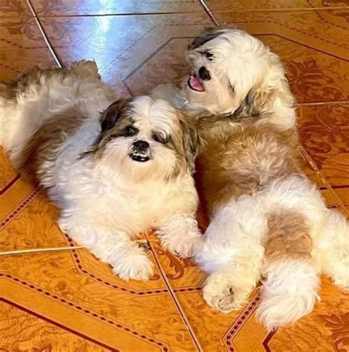 Tiny Paningning the Shih Tzu is a big MOOD